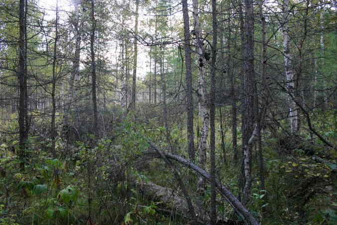 На север/View North