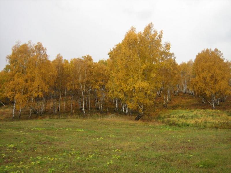 Birches in autumn