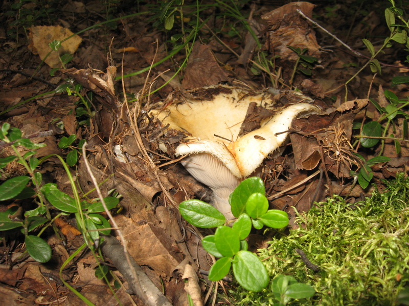 Груздь на пересечении/Lactarius resimus at the confluence