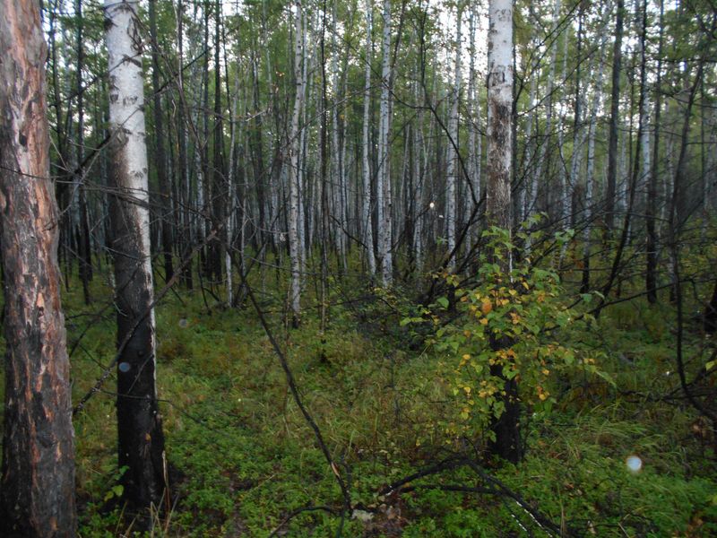 На север / Facing north