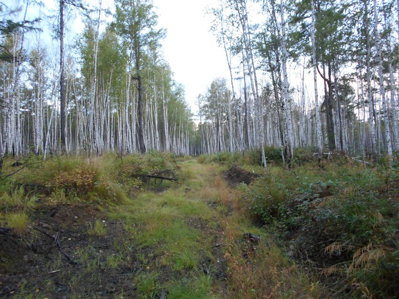 Просека / Loggers' path