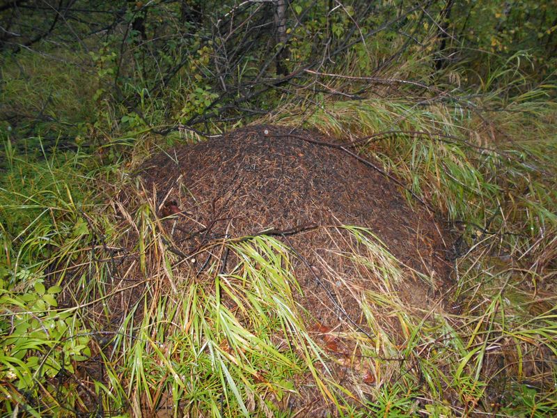 Муравейник / Anthill