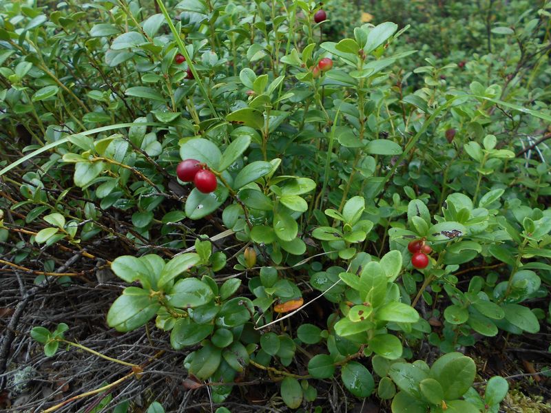 Аппетитная брусника / Appetizing cowberry