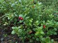 #10: Аппетитная брусника / Appetizing cowberry