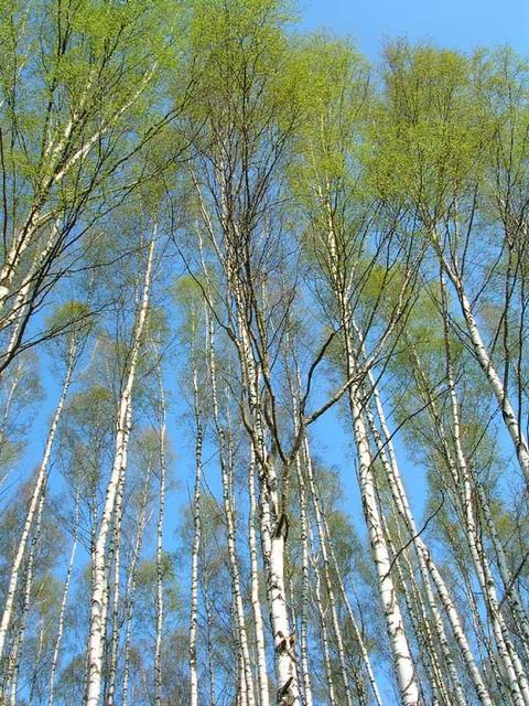 Birch trees