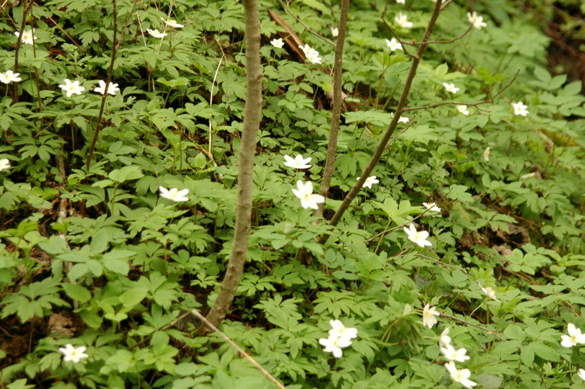 Spring flowers (Anemone) / Весенние цветы (Ветреница)