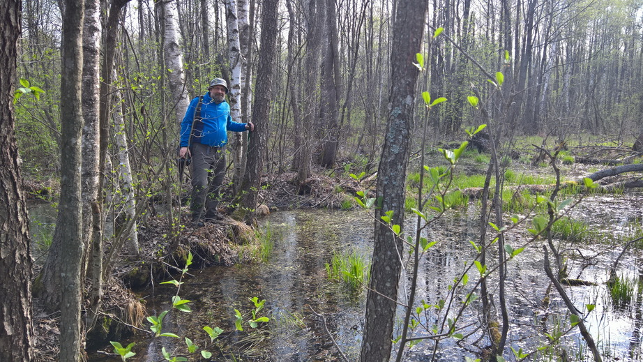 Water in the forest / Кругом вода