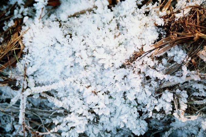 Hoar-frost at the forest entrance/Иней на входе в лес