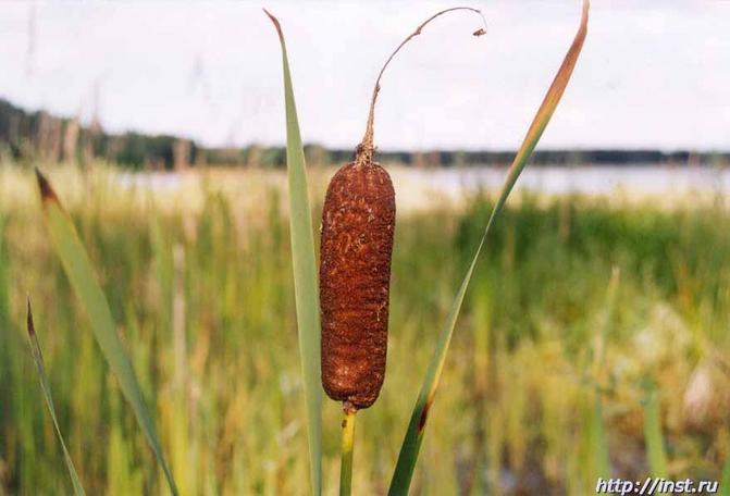 In Russian this reed is called "kamysh"