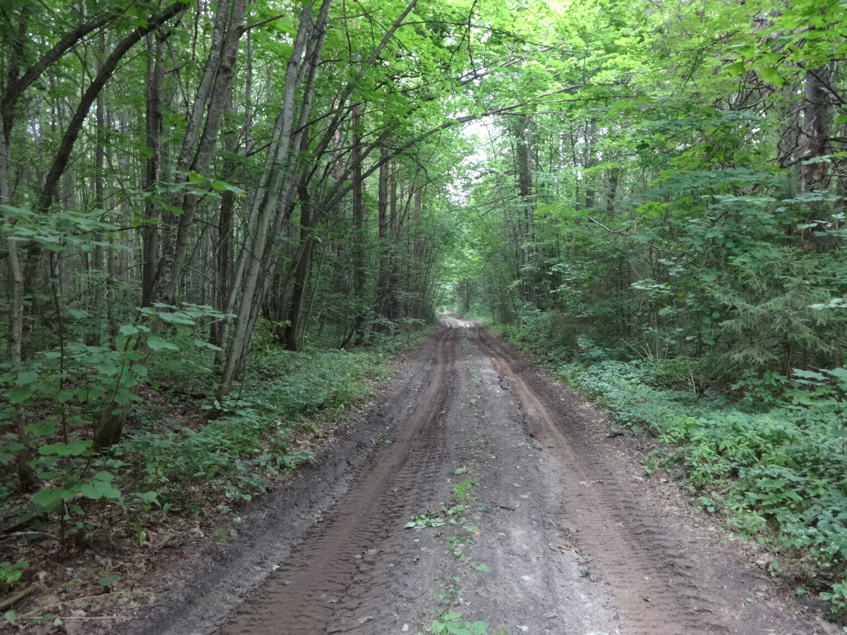 Forest road