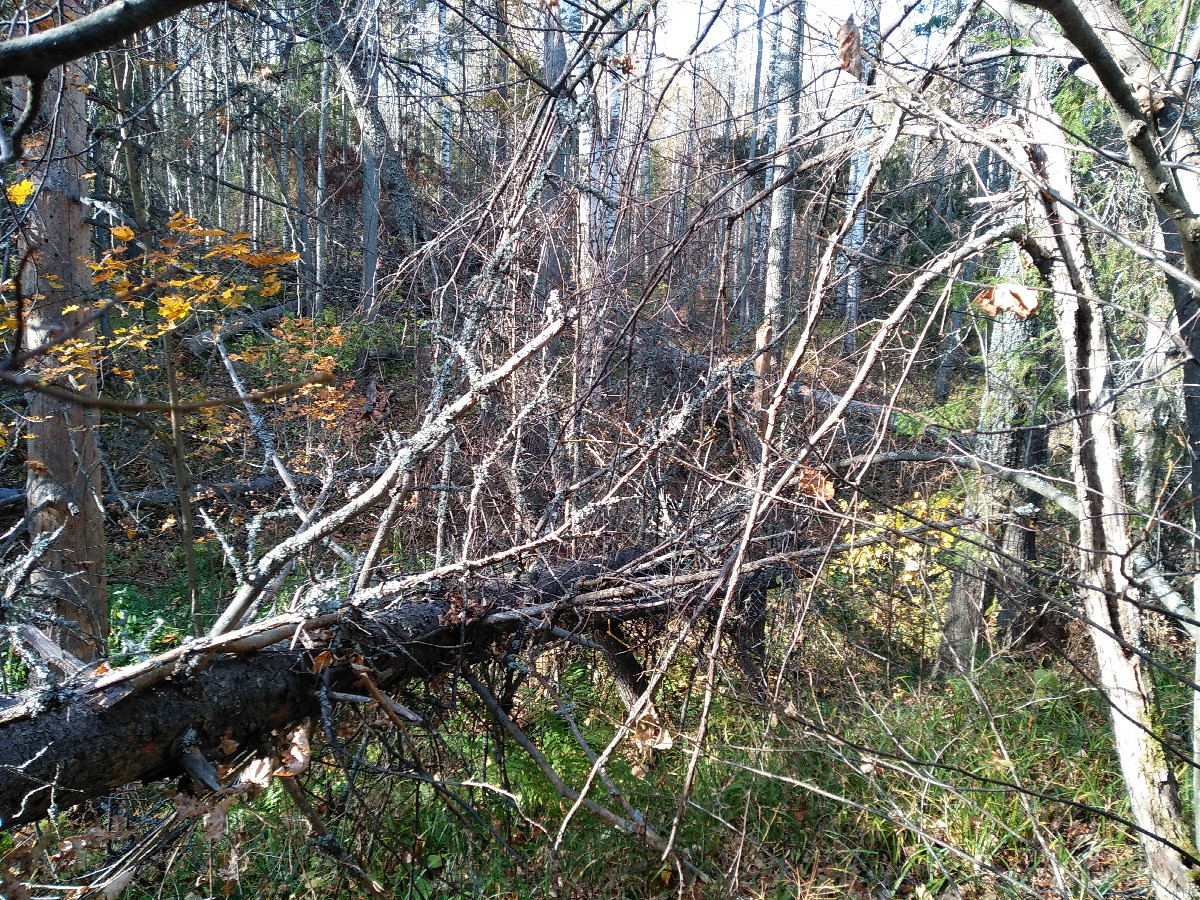 Fallen tree