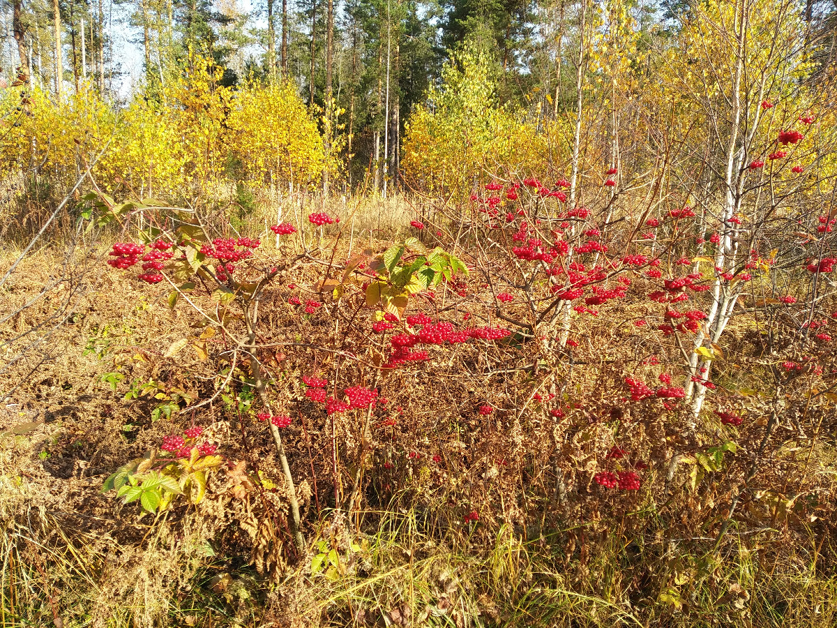 Viburnum