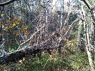 #11: Fallen tree