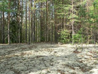 #1: General view, the field with reindeer moss near the CP