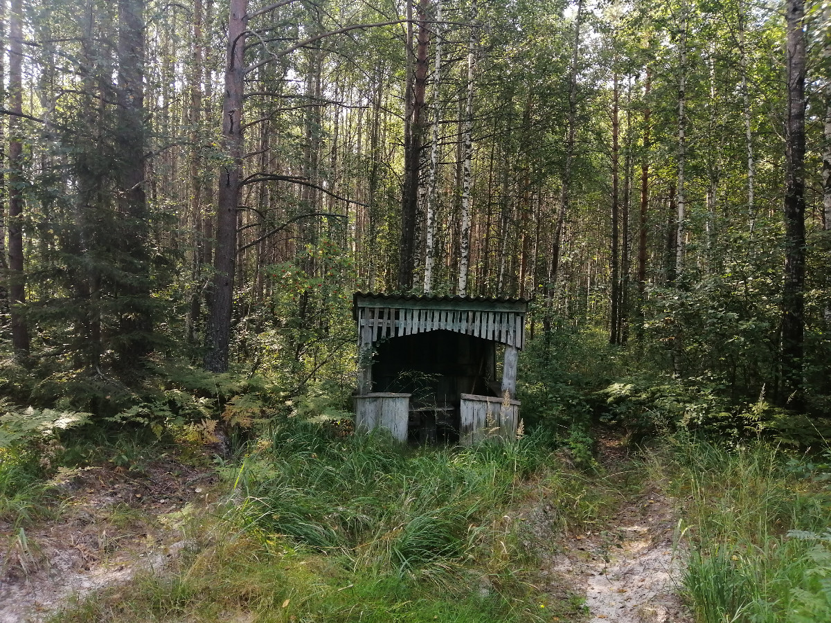 Gazebo in the Forest