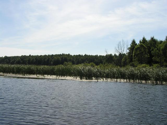 The N55 E49 spot in in the reeds to the left of dry tree