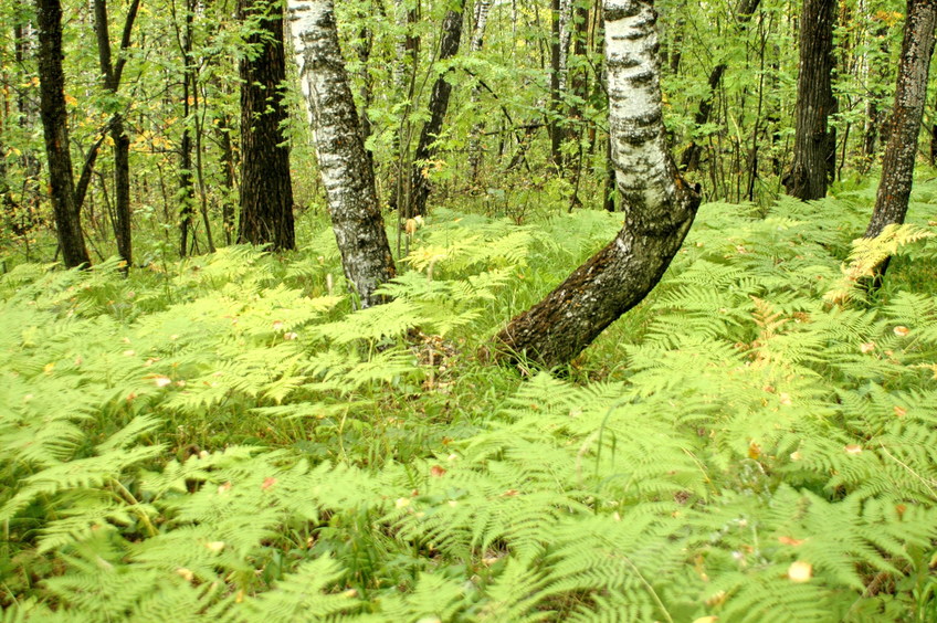 Ground view/Папоротник под ногами