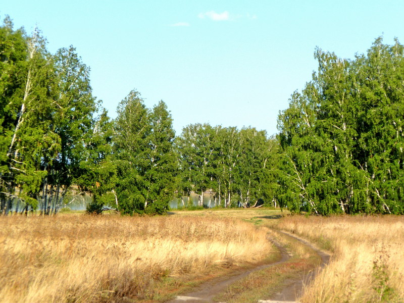 Birches/Типичная березовая рощица