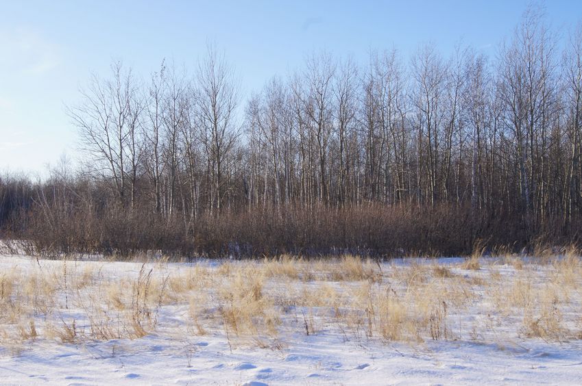 Леса в снегу/Snowy forest