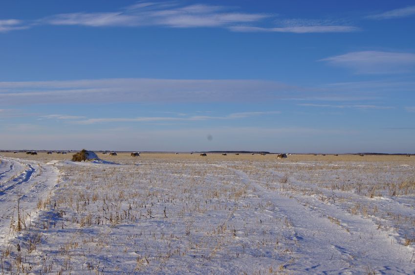 Поля в снегу/Snowy fields