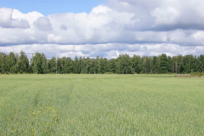 На запад  / Facing West