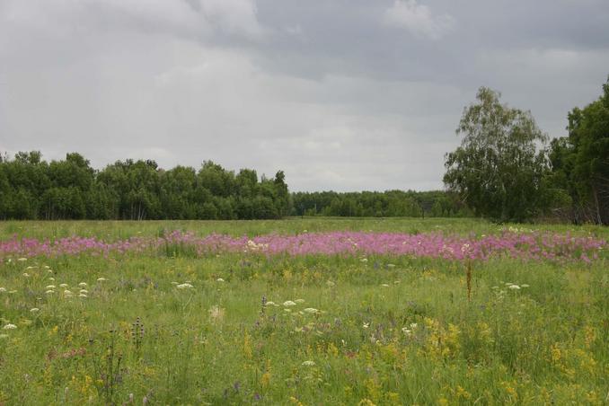 Флора -- Flora