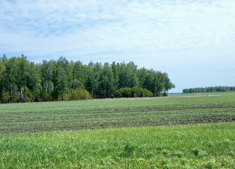 Точка находится в этом небольшом березовом лесу/Confluence is between these birches