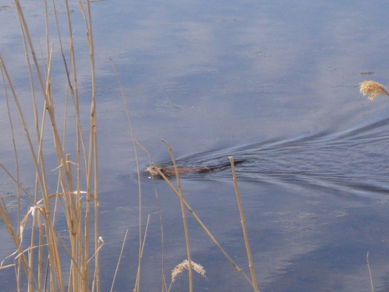 Местная фауна 1/Local fauna 1