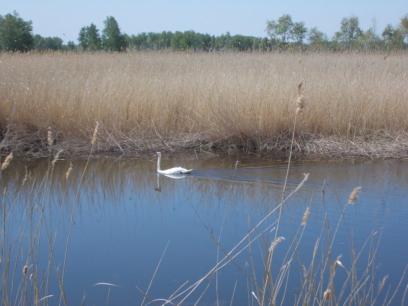 Местная фауна 1/Local fauna 2