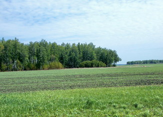 #1: Точка находится в этом небольшом березовом лесу/Confluence is between these birches