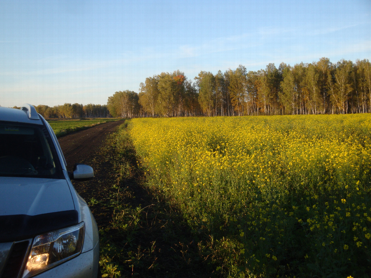 Полевая дорога / Field road