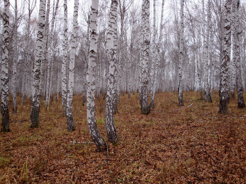 Запад/West view