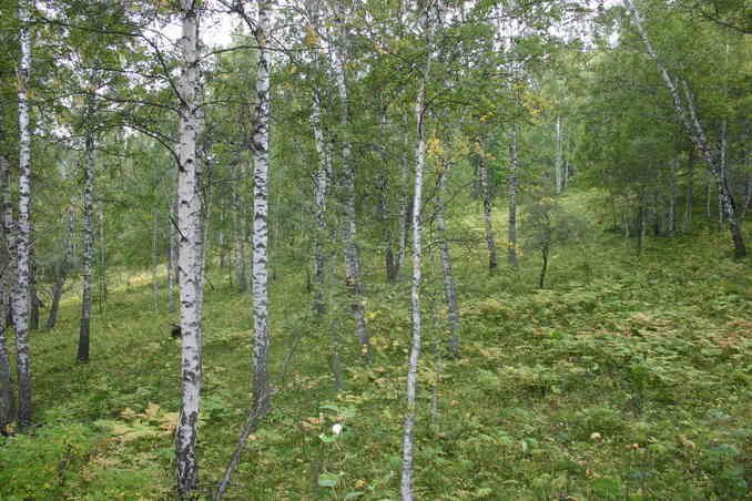 На север/View North