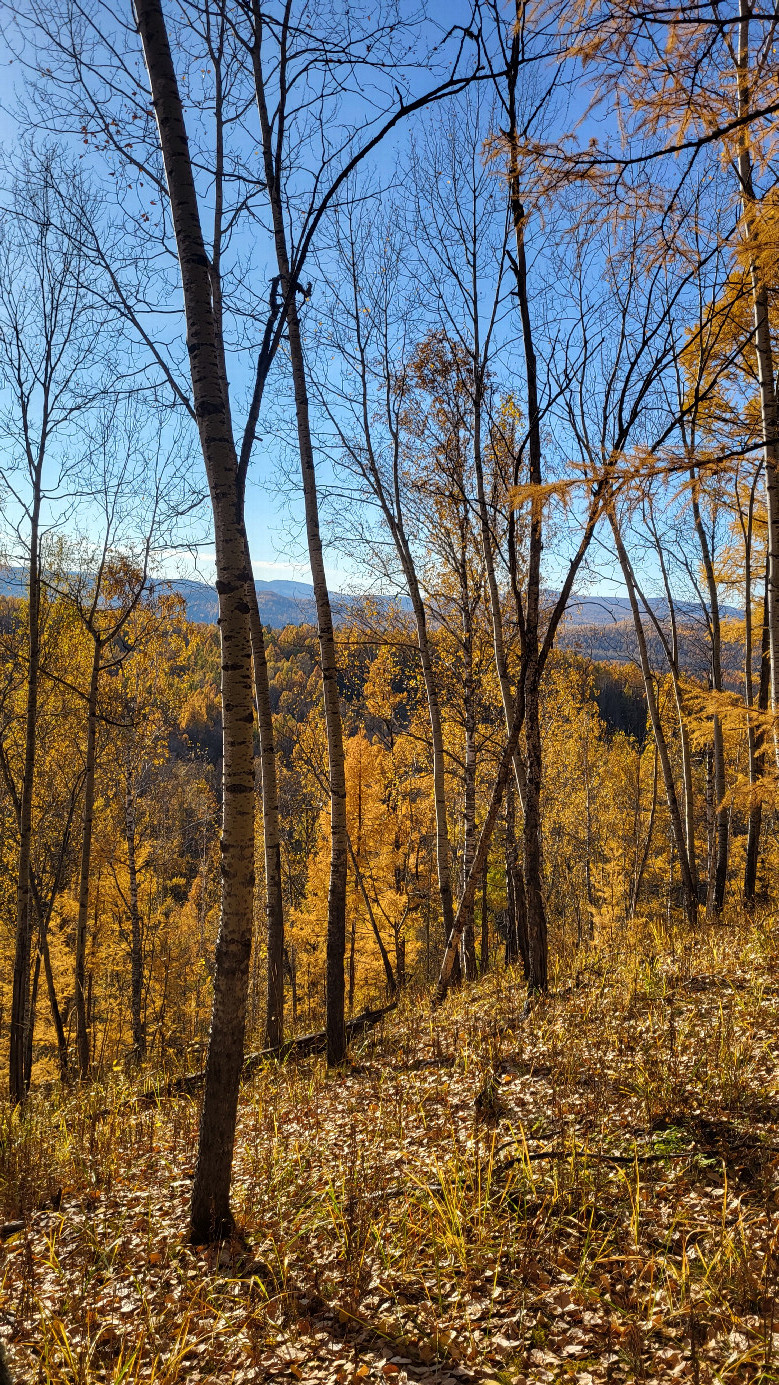 Местный пейзаж / Local landscape