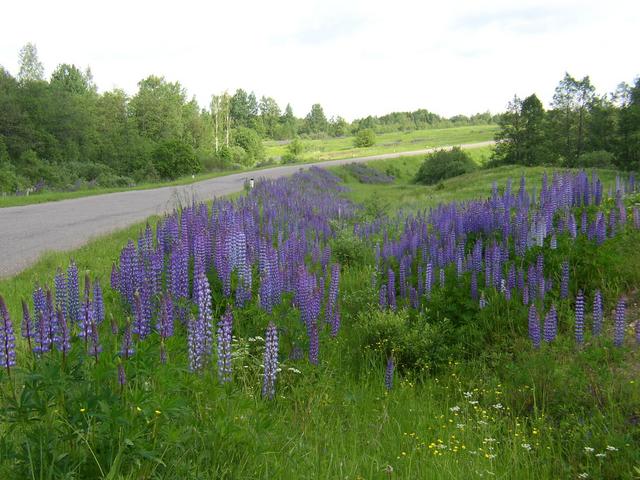 Дорога среди цветов / The road among flowers