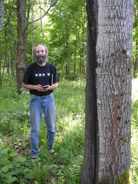 В осиновом лесу / Among aspens