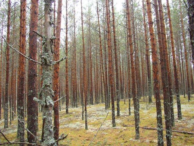 Вид на север / North view