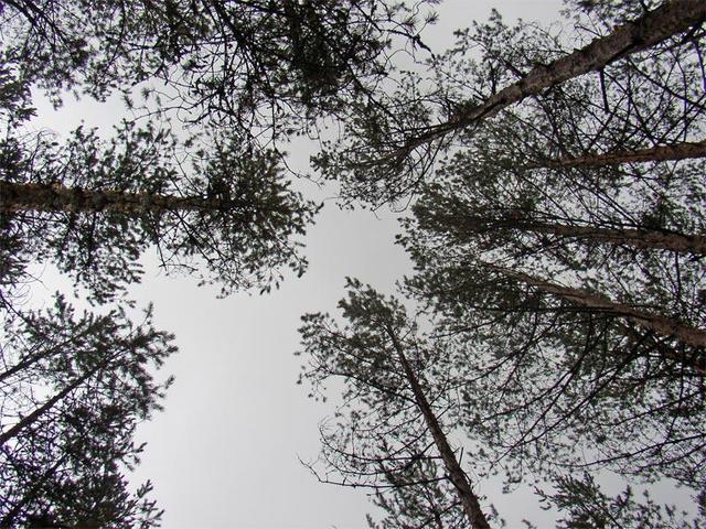 Вид вверх / Upward view