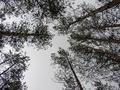 #5: Вид вверх / Upward view