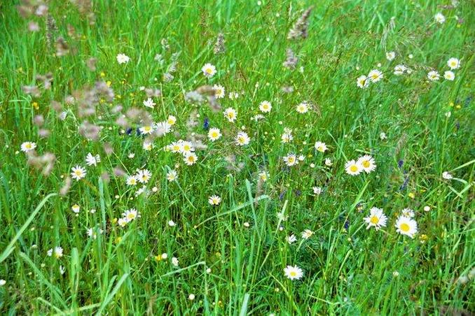 Flowers near CP