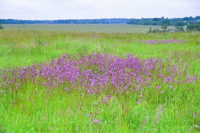 view to the East at 400 m from the CP