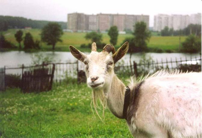 On road on СР to us there was a surprised goat