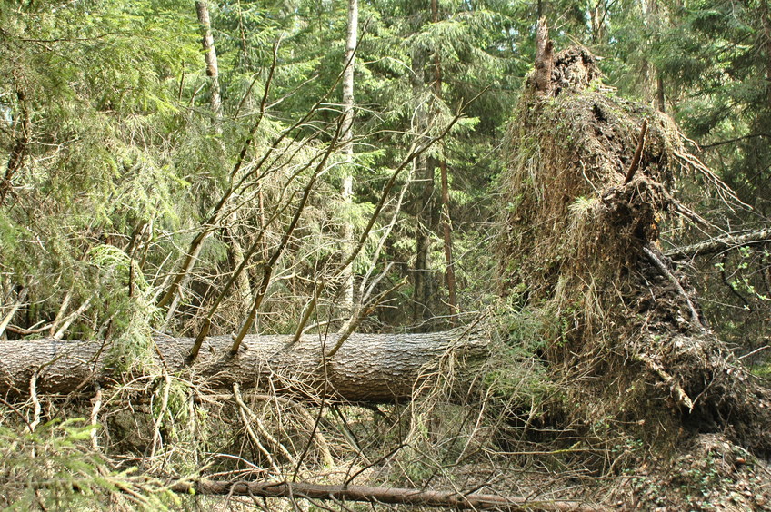 East view, fallen spruce