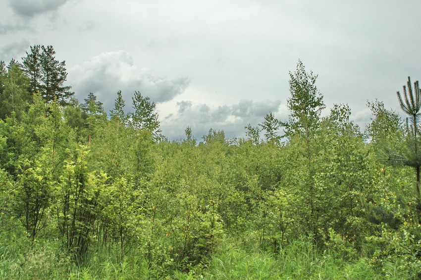 General view to the confluence (from NW)