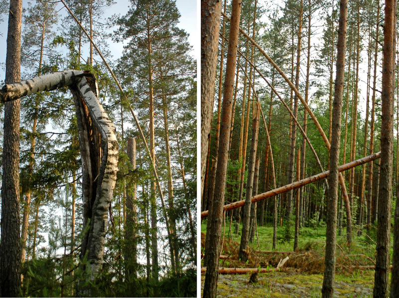 Bent trees here and there / Погнутые стволы повсюду