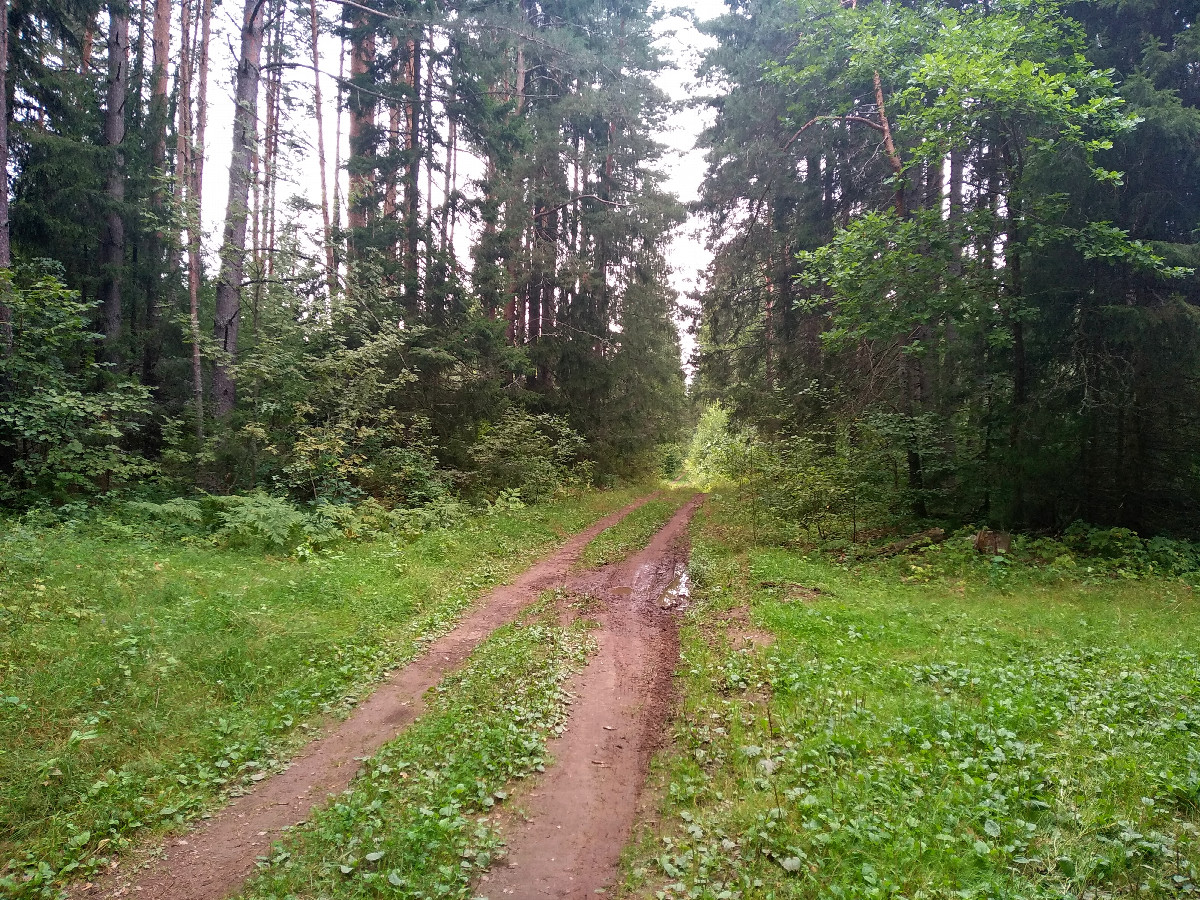 Forest road