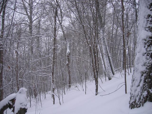 View to the East. Steep slope is distinct