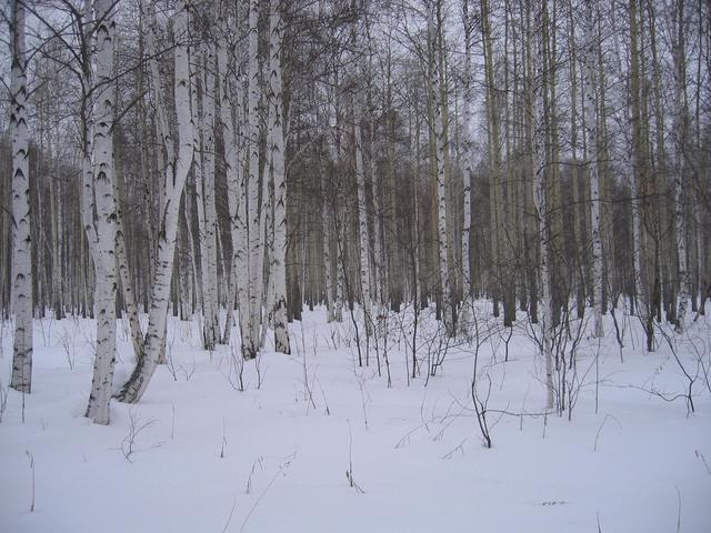 View from the point to the North, birchwood