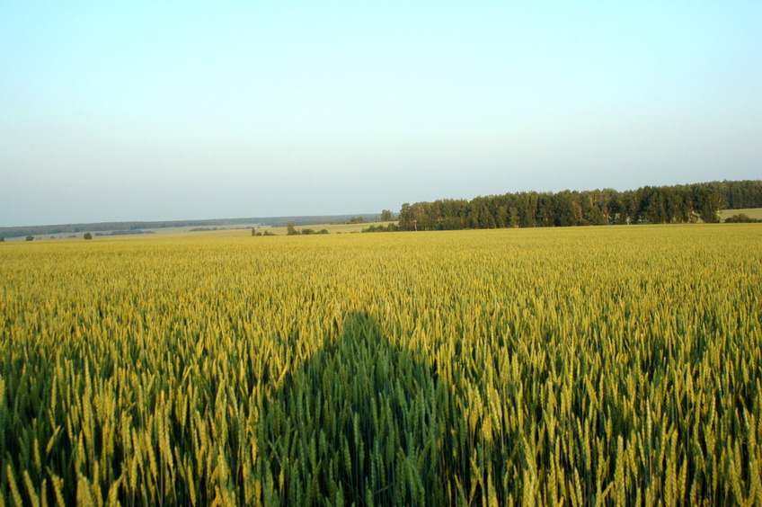 My shadow under evening Sun / Моя тень под закатным солнцем