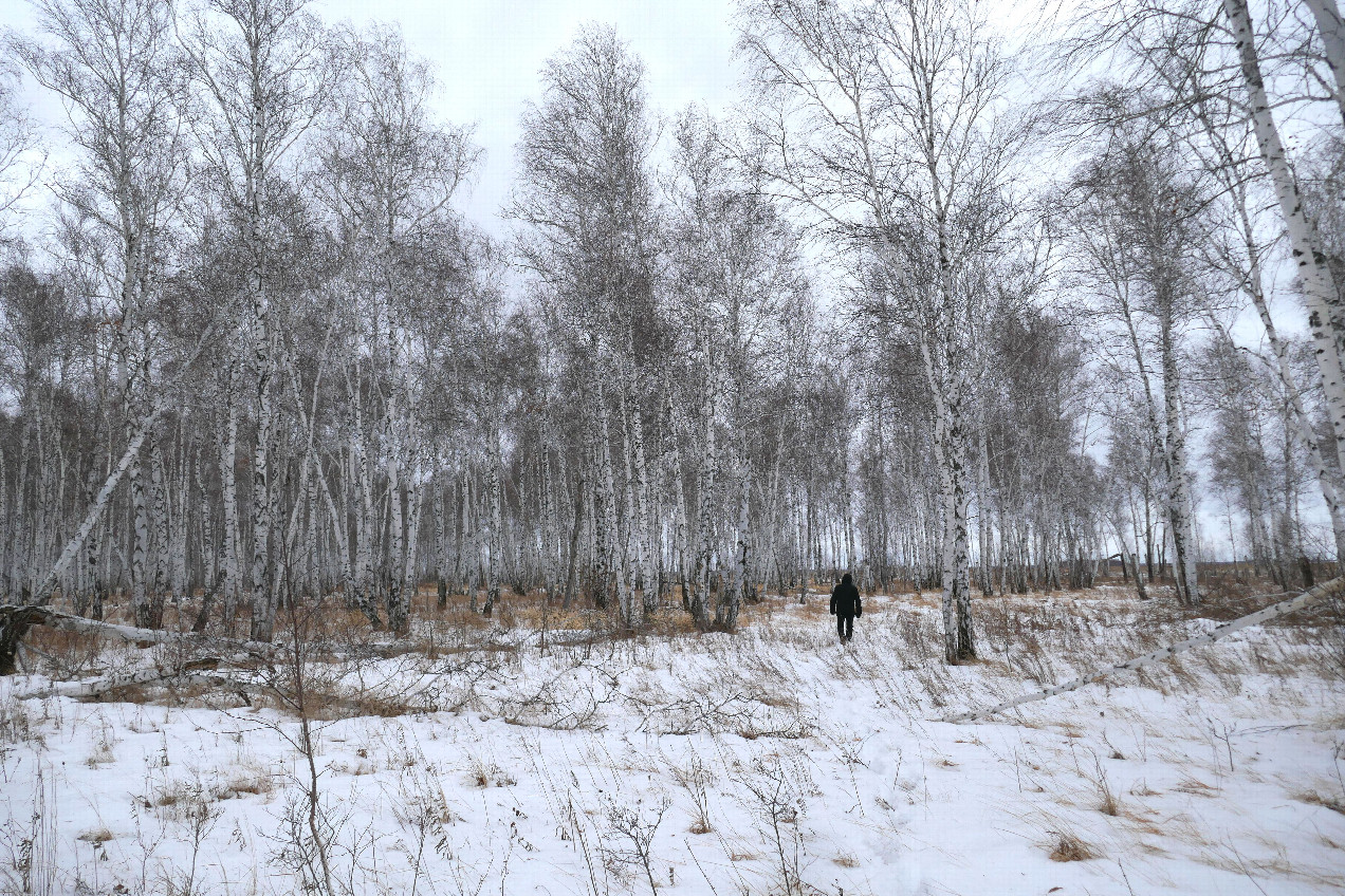 путь через лес